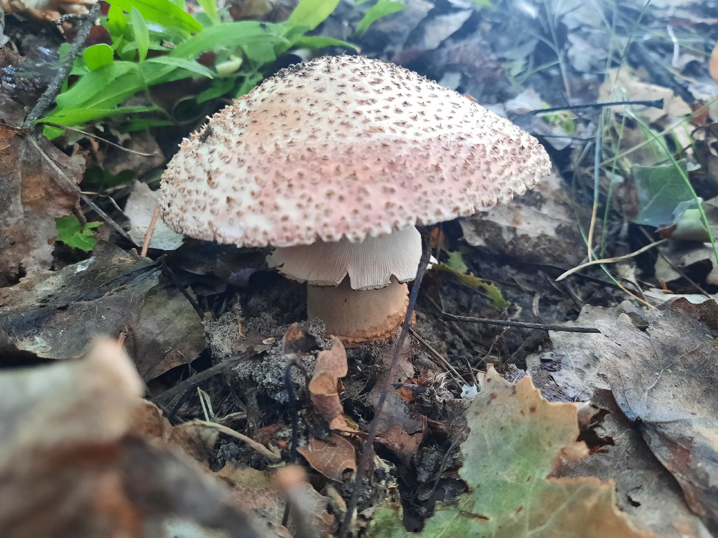 #шатура, #лес, #грибы, #торфяники, #природа