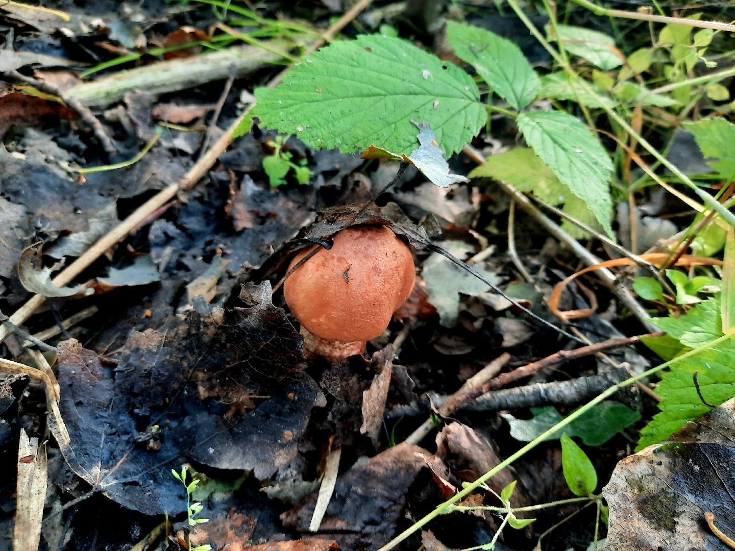 #шатура, #лес, #грибы, #торфяники, #природа