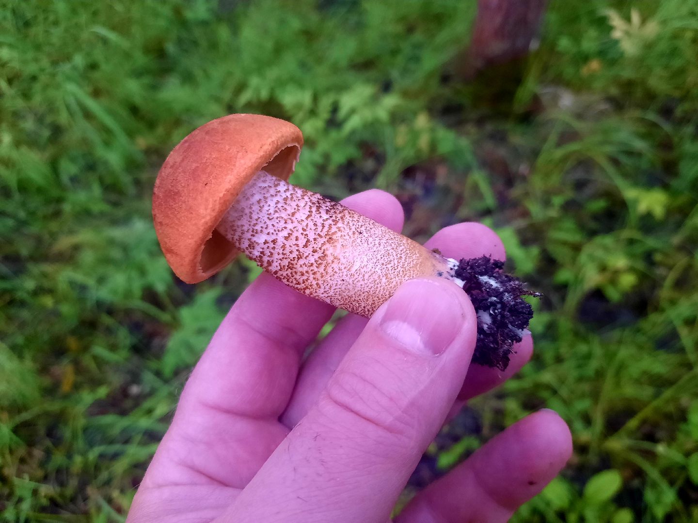 #шатура, #лес, #грибы, #торфяники, #природа