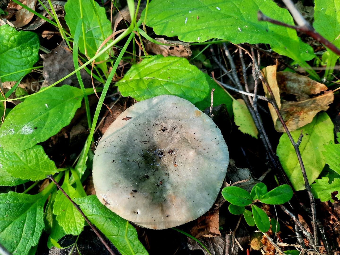 #шатура, #лес, #грибы, #торфяники, #природа