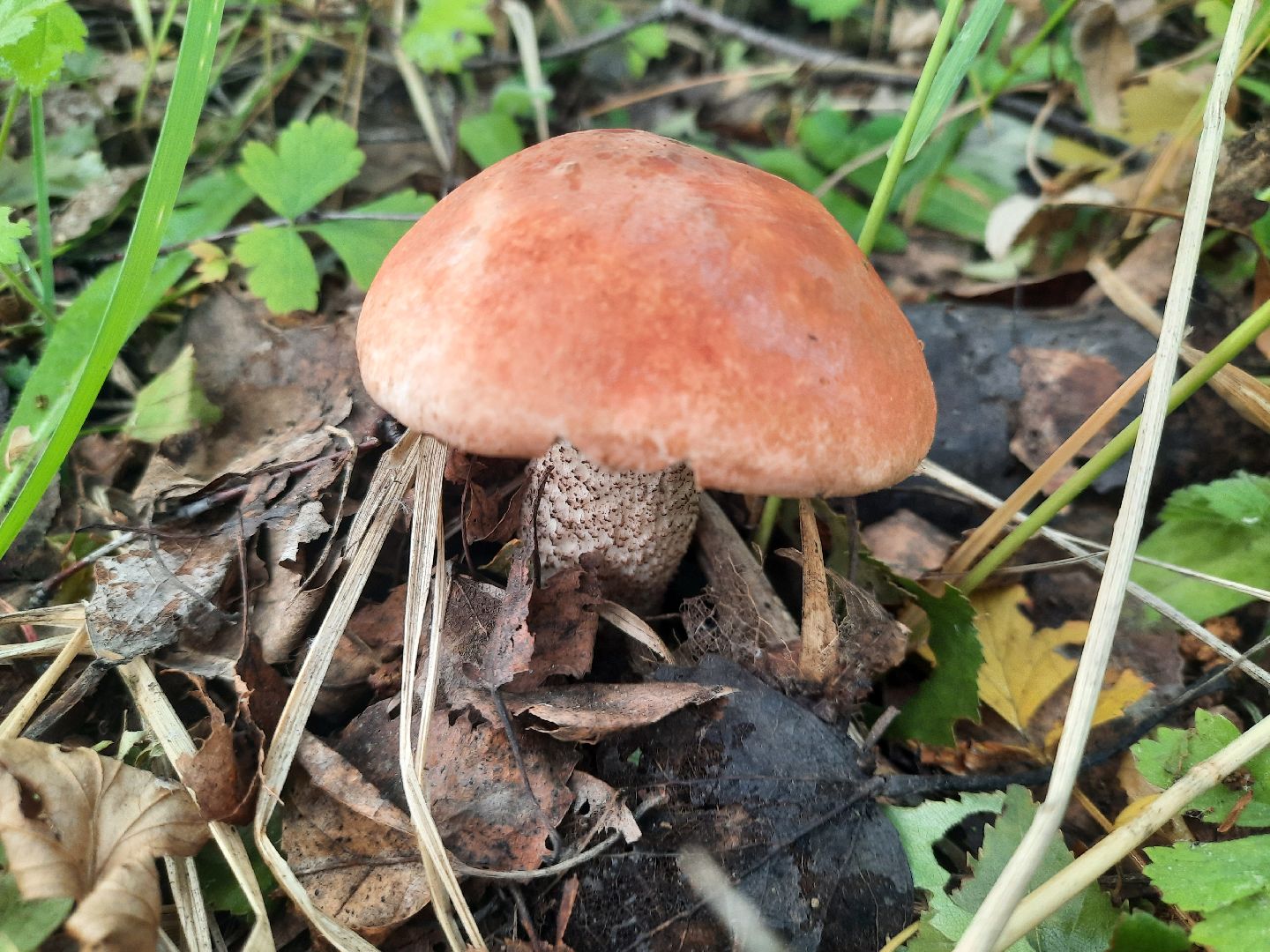 #шатура, #лес, #грибы, #торфяники, #природа