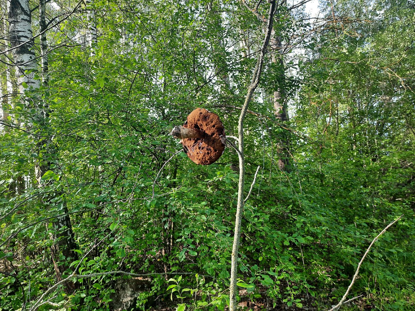 #шатура, #лес, #грибы, #торфяники, #природа