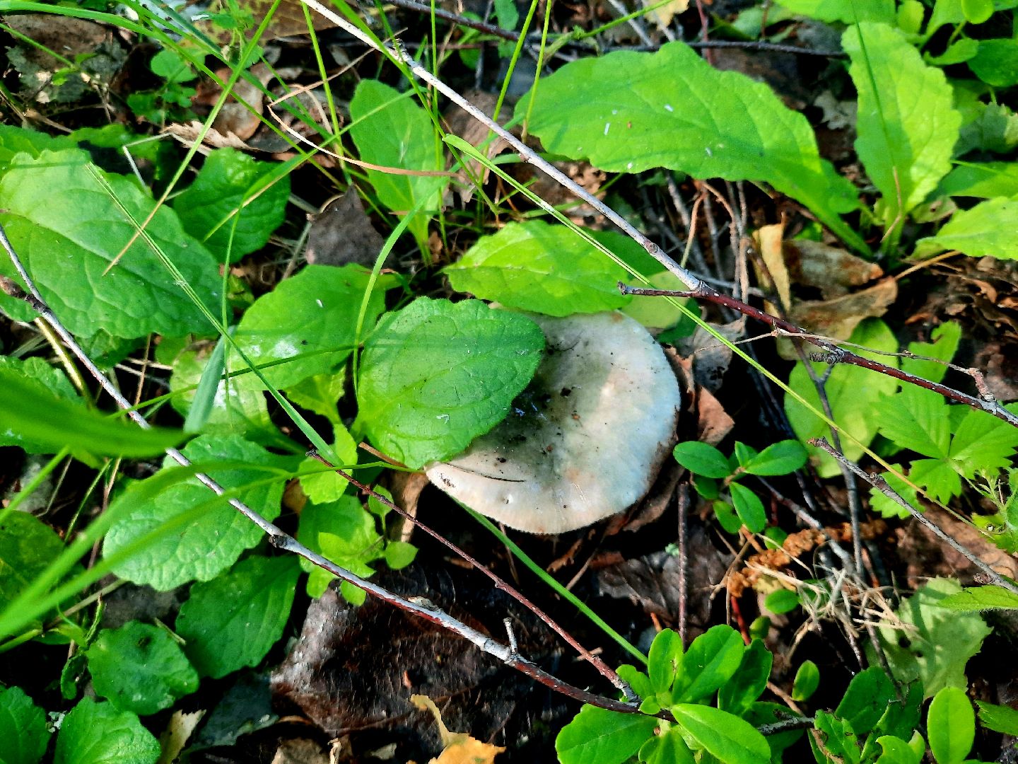 #шатура, #лес, #грибы, #торфяники, #природа