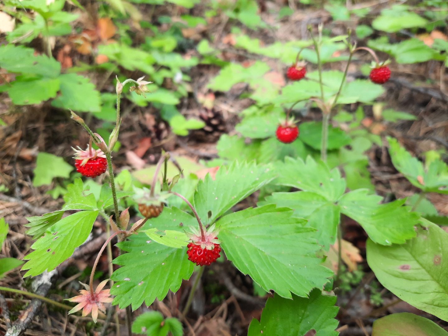 #шатура, #лес, #земляника, #торфяники, #природа, #клубничка