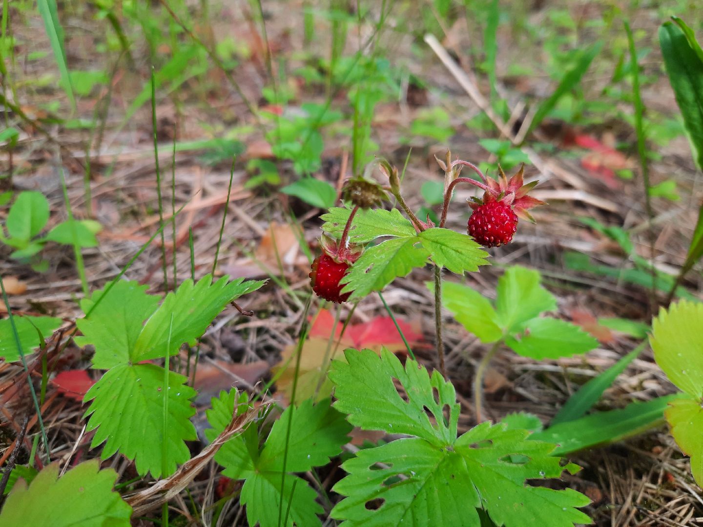 #шатура, #лес, #земляника, #торфяники, #природа, #клубничка