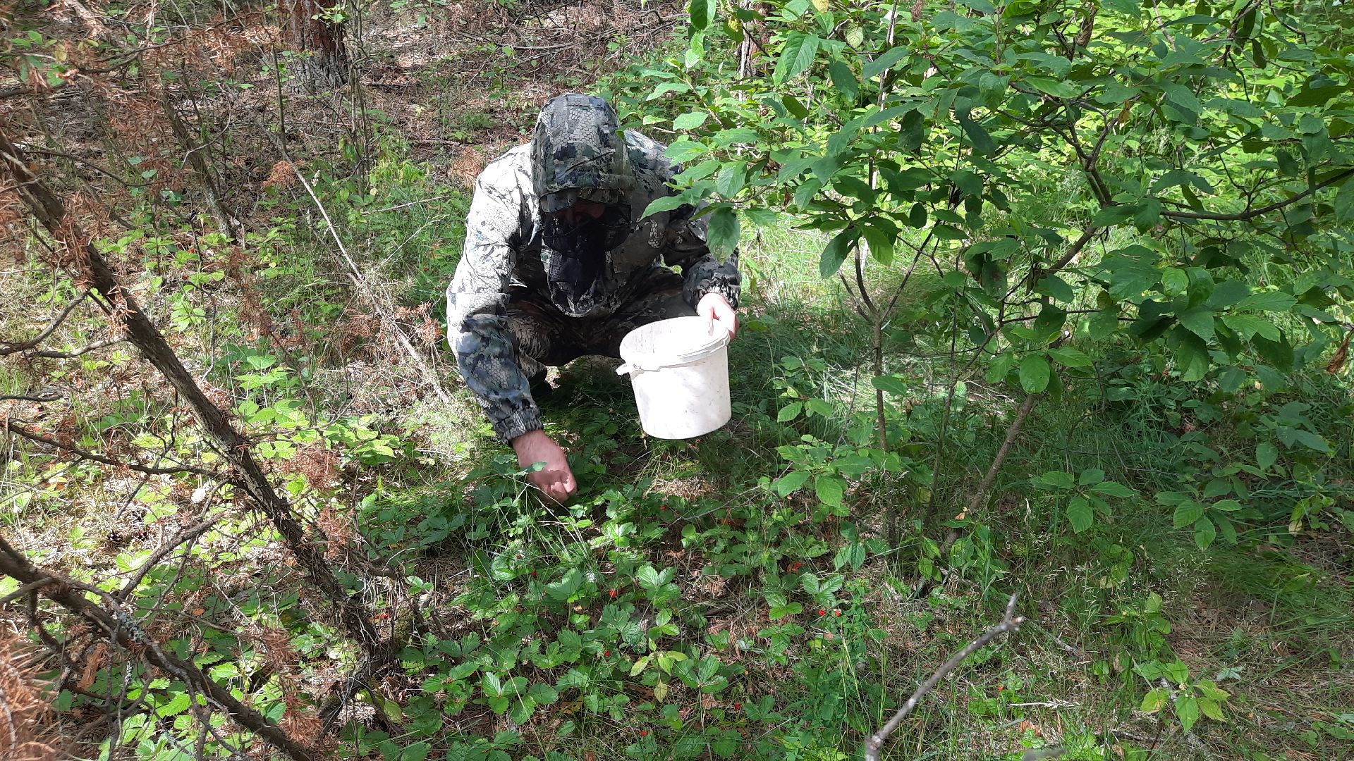 #шатура, #лес, #земляника, #торфяники, #природа, #клубничка