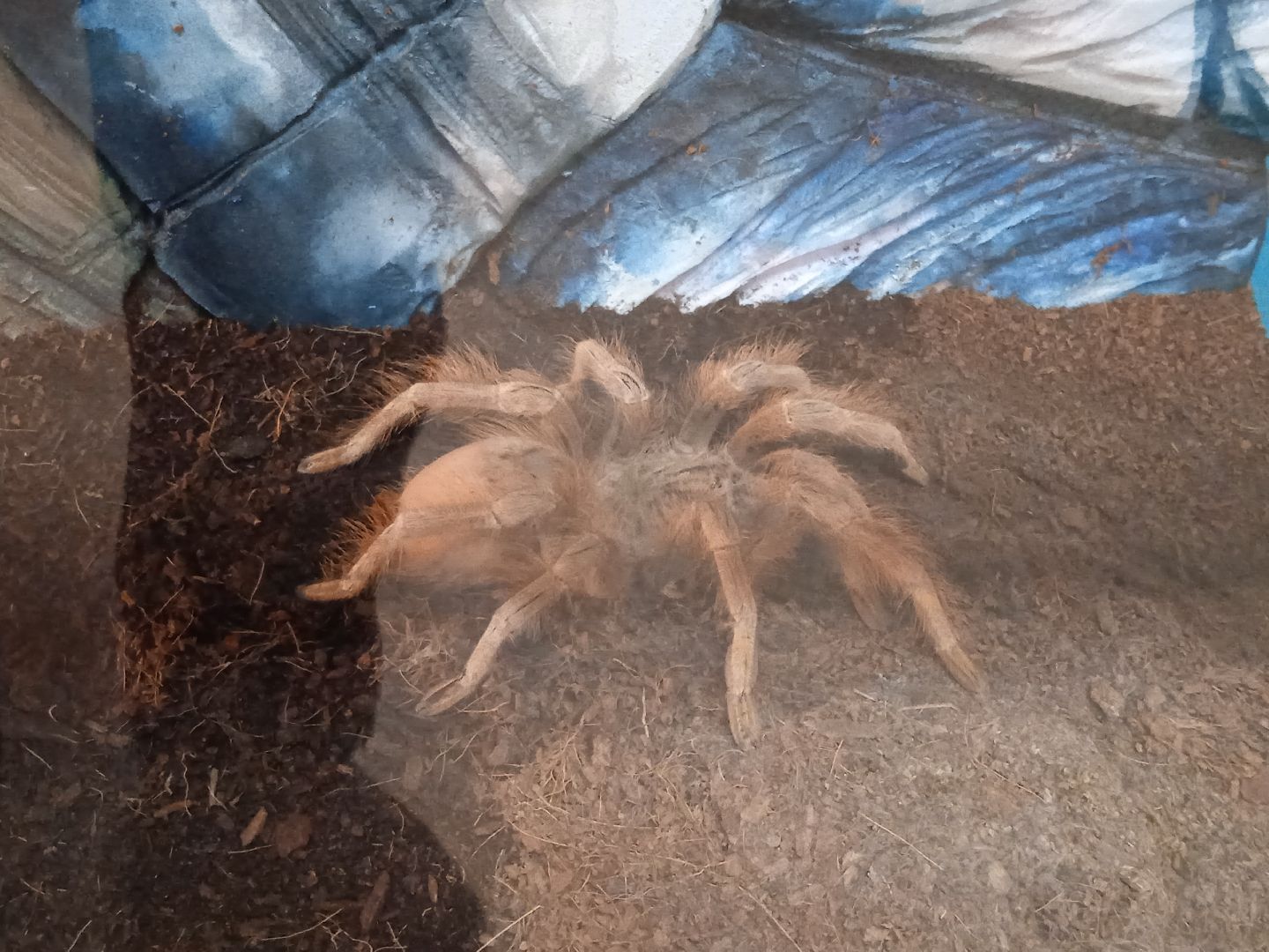 выставка, инстинкт, хищника, пауки, скорпионы, рептилии