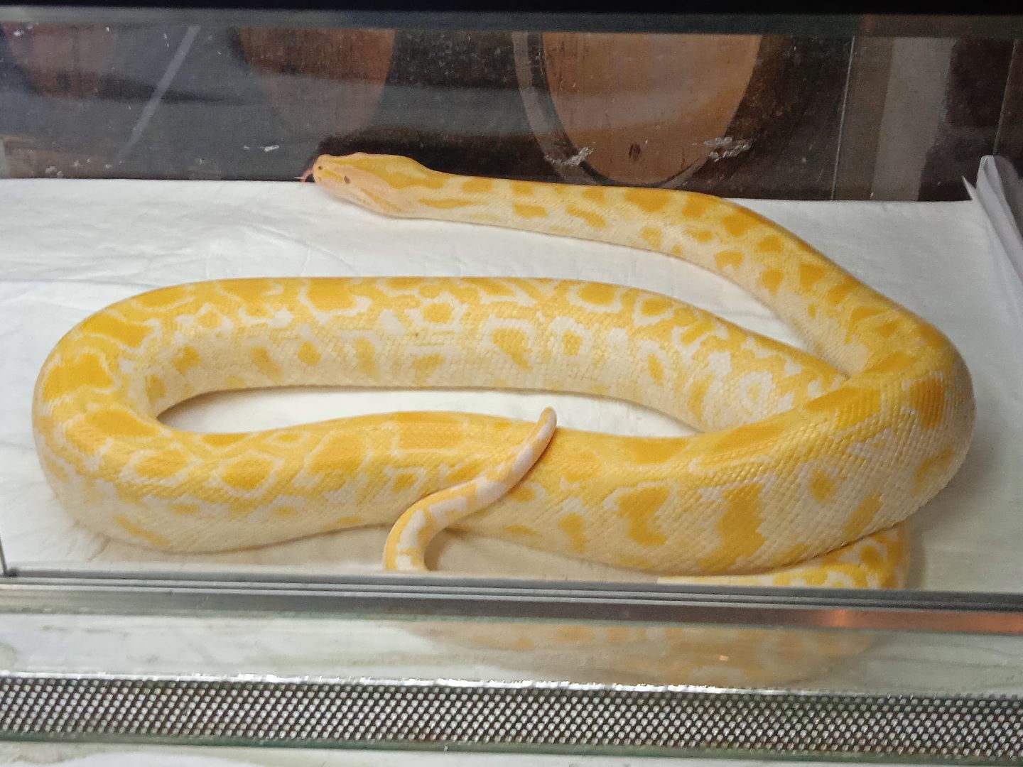 выставка, инстинкт, хищника, пауки, скорпионы, рептилии