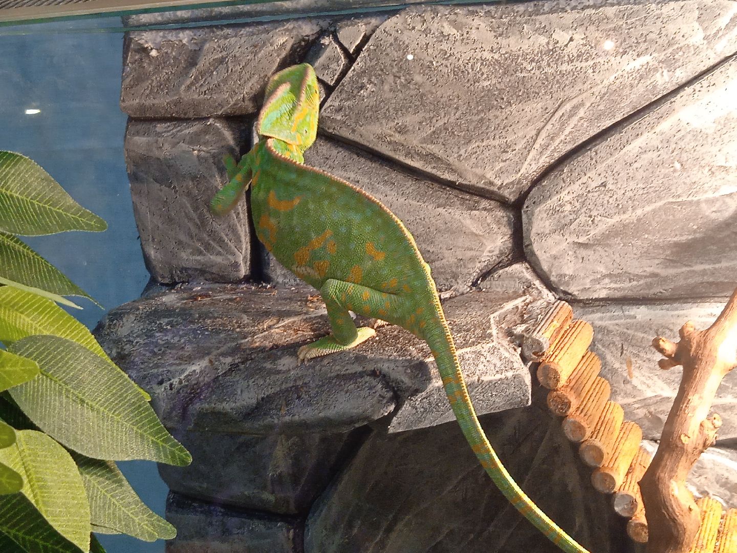 выставка, инстинкт, хищника, пауки, скорпионы, рептилии