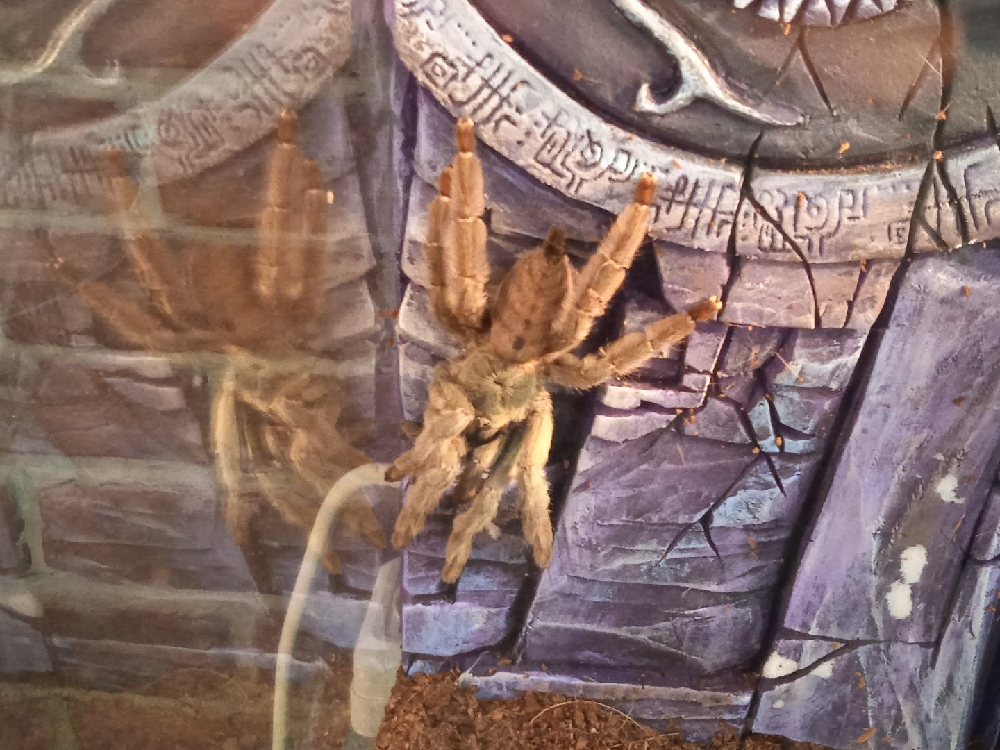 выставка, инстинкт, хищника, пауки, скорпионы, рептилии