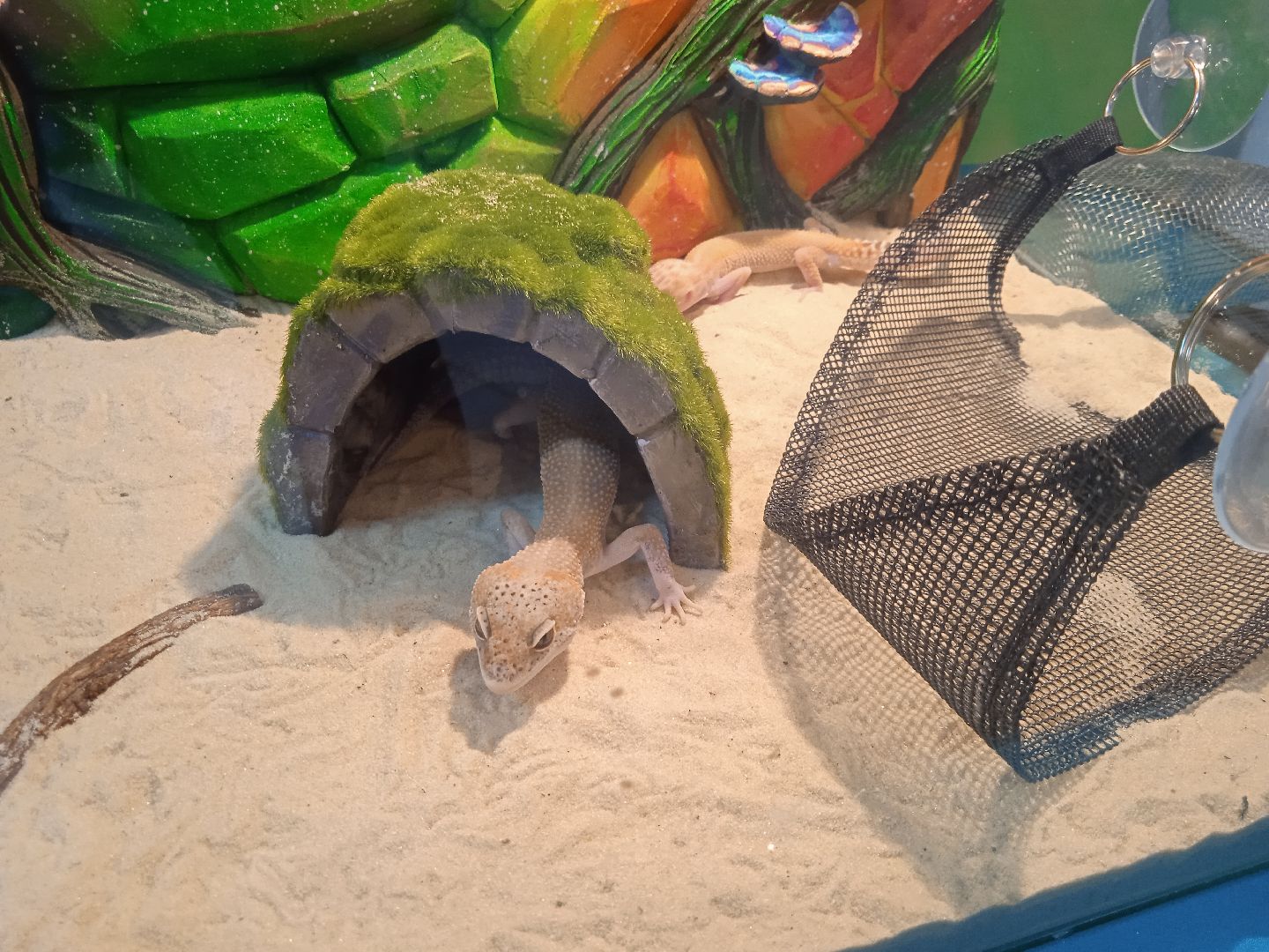 выставка, инстинкт, хищника, пауки, скорпионы, рептилии