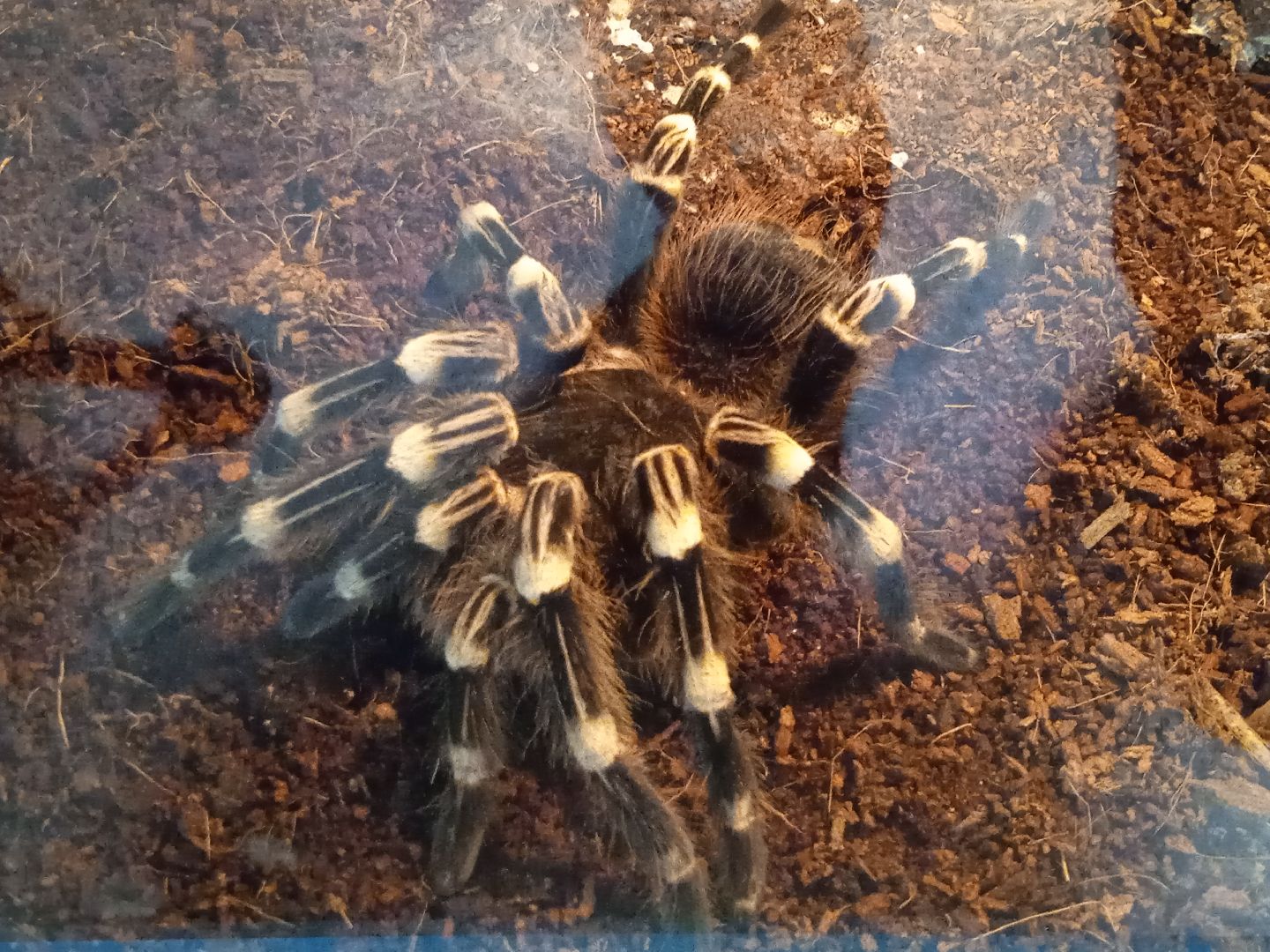 выставка, инстинкт, хищника, пауки, скорпионы, рептилии