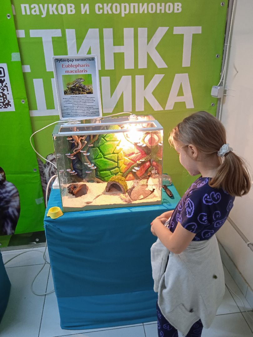 выставка, инстинкт, хищника, пауки, скорпионы, рептилии