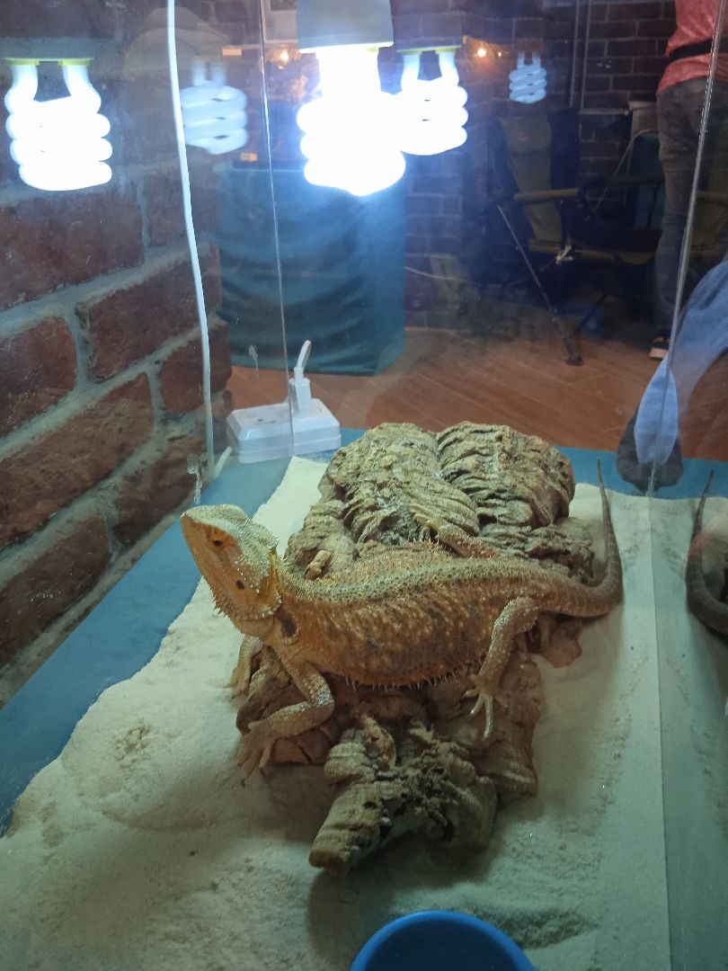 выставка, инстинкт, хищника, пауки, скорпионы, рептилии