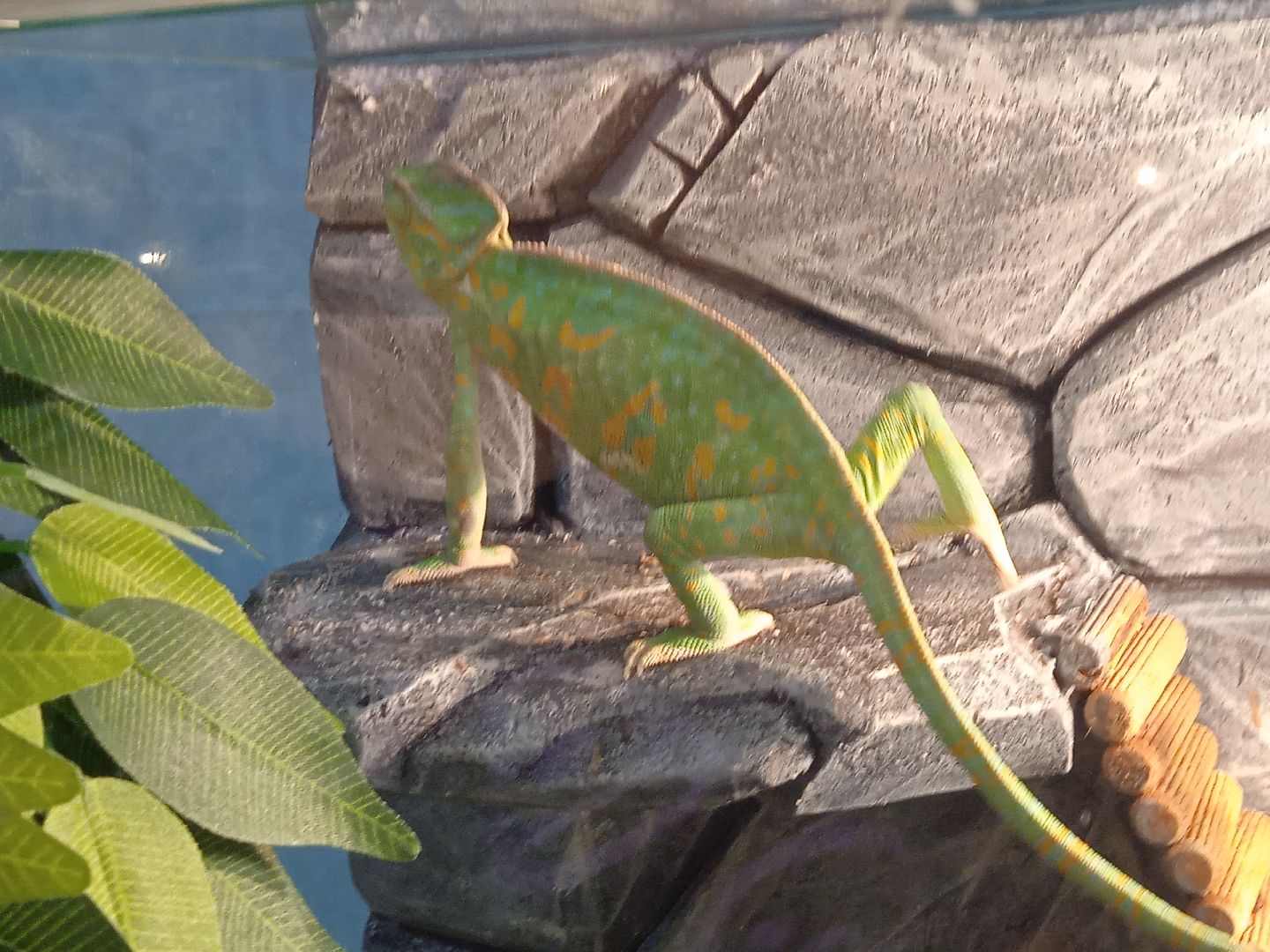 выставка, инстинкт, хищника, пауки, скорпионы, рептилии