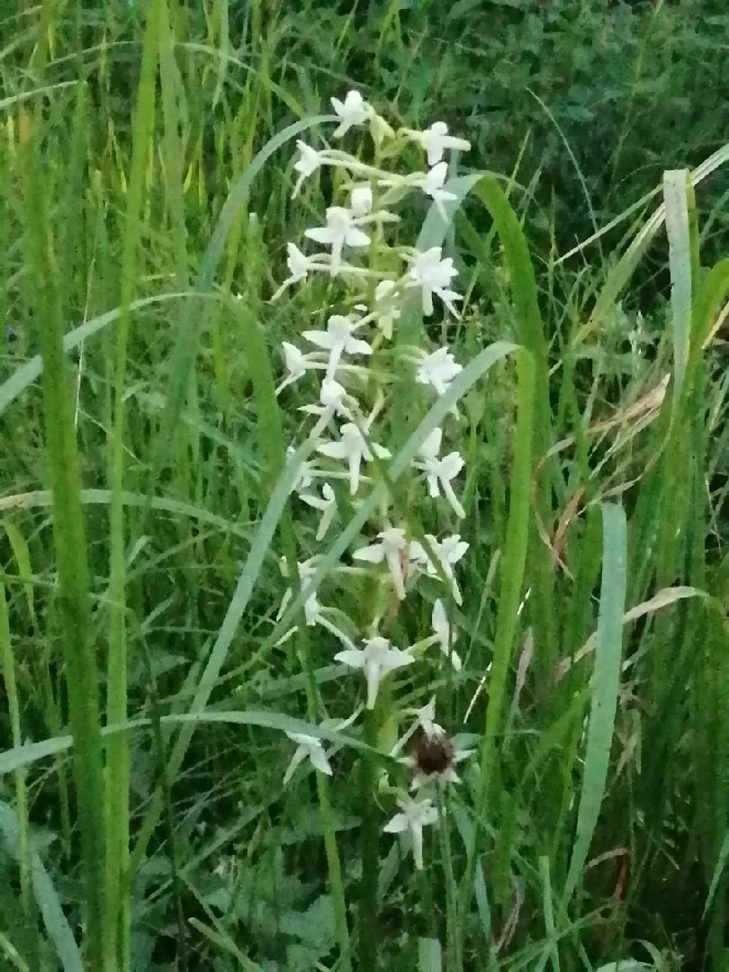 Красноармейск, Пушкинский, экология, Красная книга, русские орхидеи