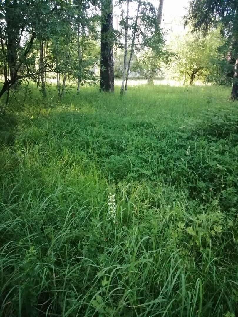 Красноармейск, Пушкинский, экология, Красная книга, русские орхидеи