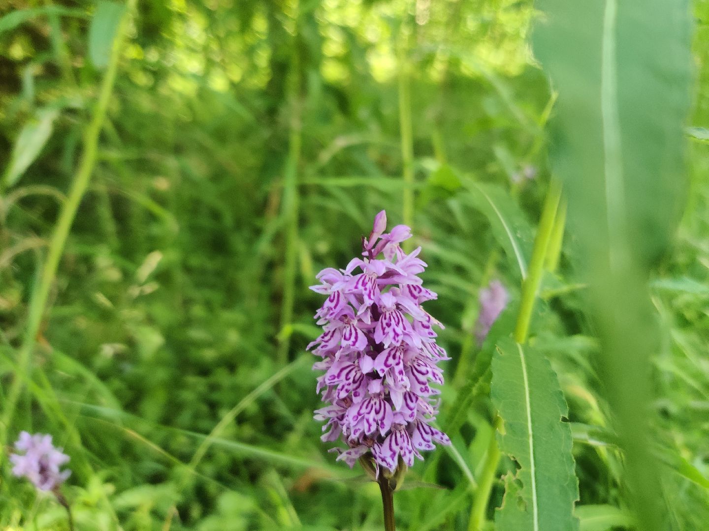 Красноармейск, Пушкинский, экология, Красная книга, русские орхидеи