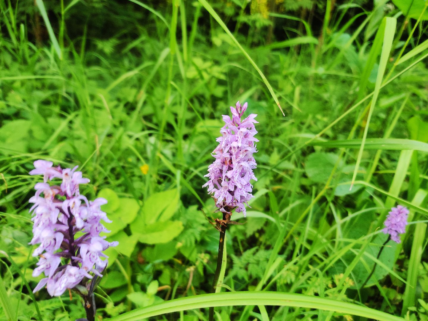 Красноармейск, Пушкинский, экология, Красная книга, русские орхидеи