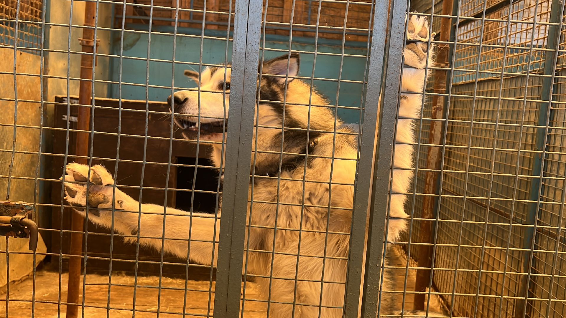 Химки, Волонтеры Подмосковья, приют, собаки