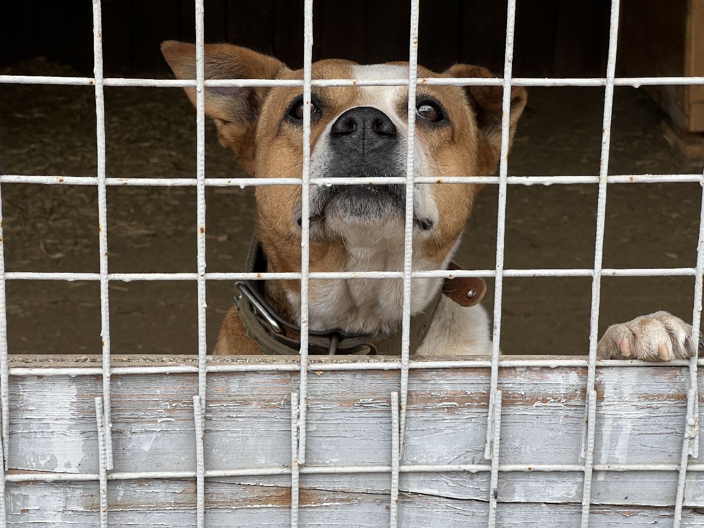 Химки, Волонтеры Подмосковья, приют, собаки