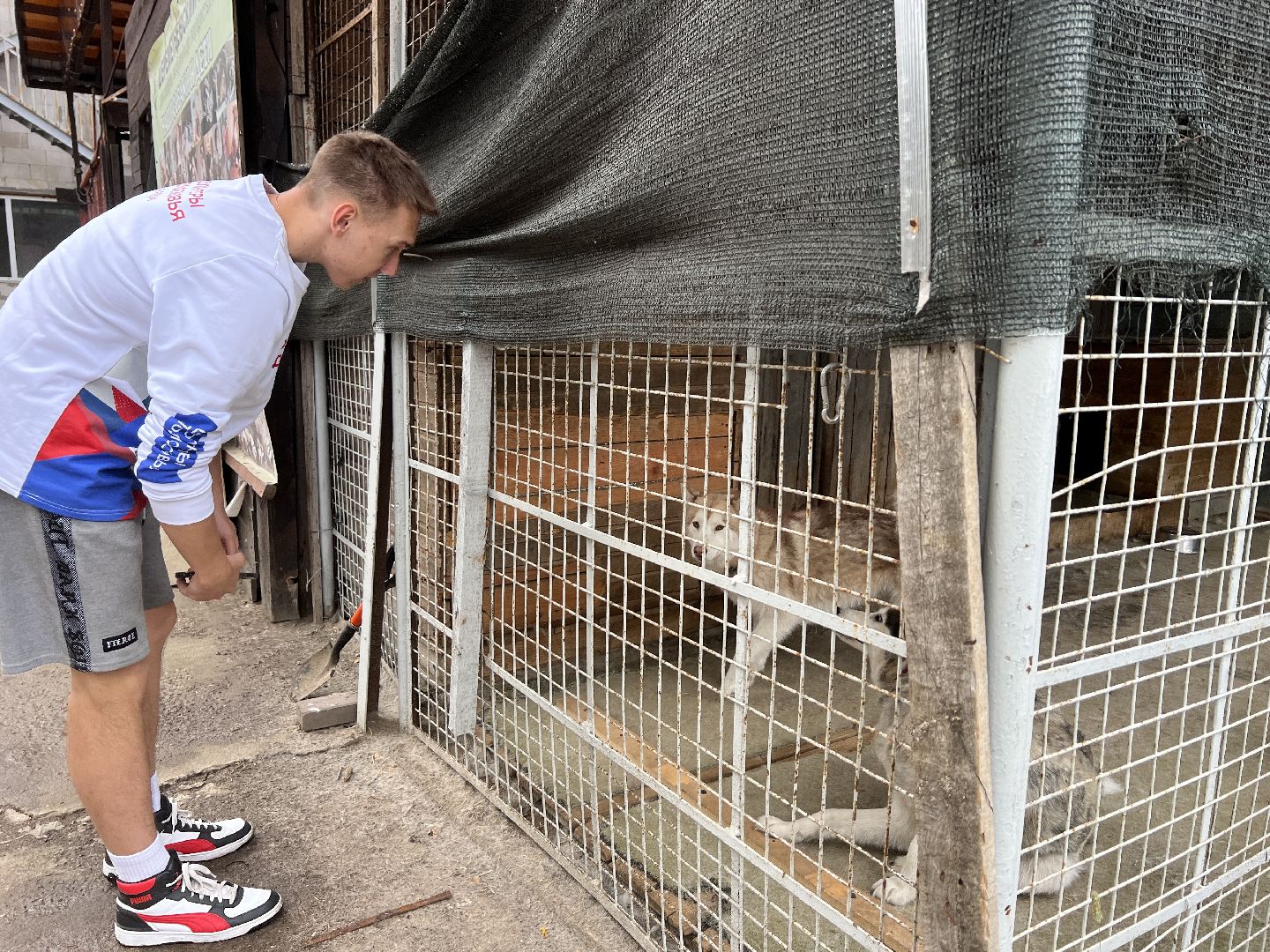 Химки, Волонтеры Подмосковья, приют, собаки