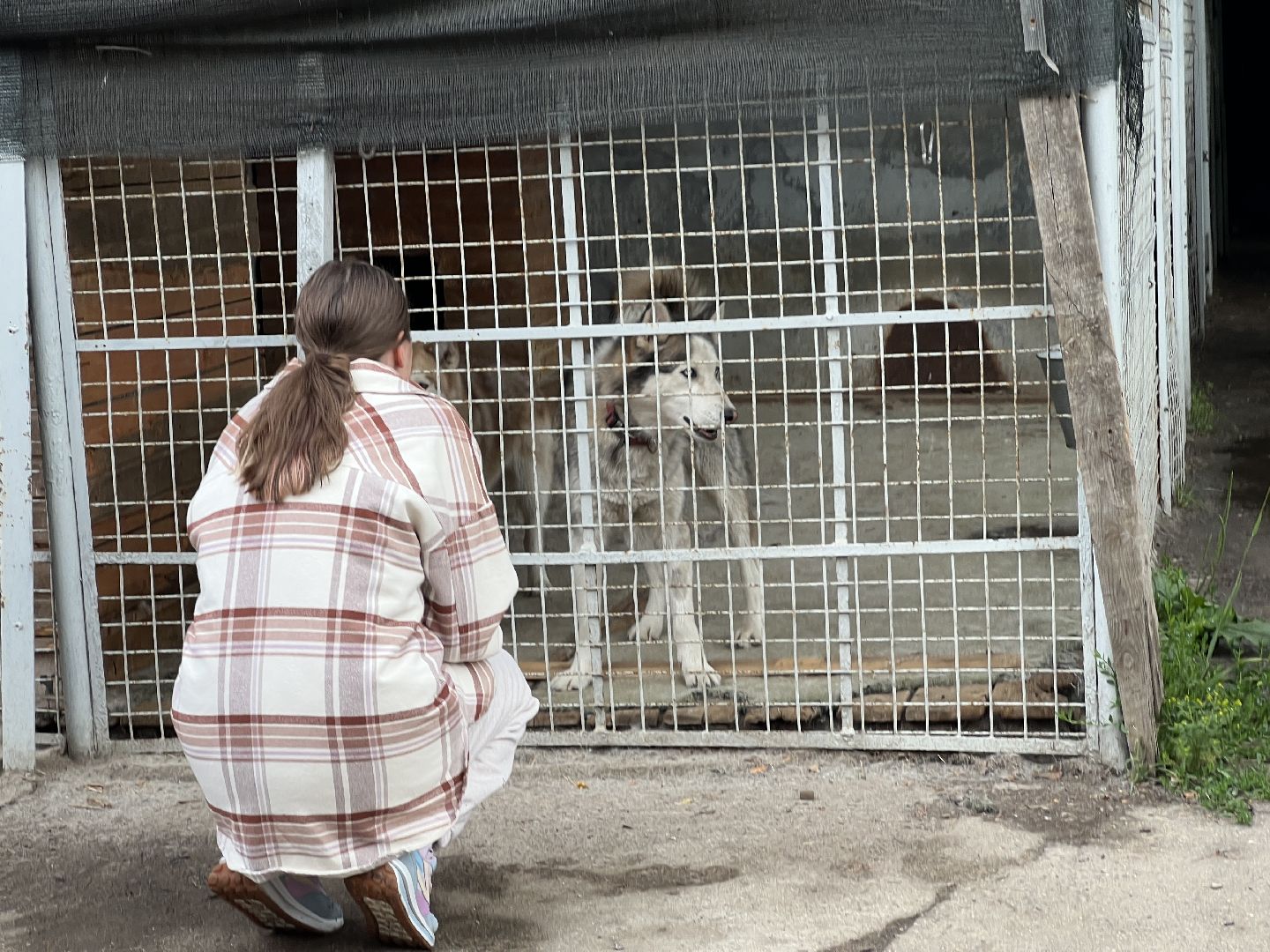 Химки, Волонтеры Подмосковья, приют, собаки