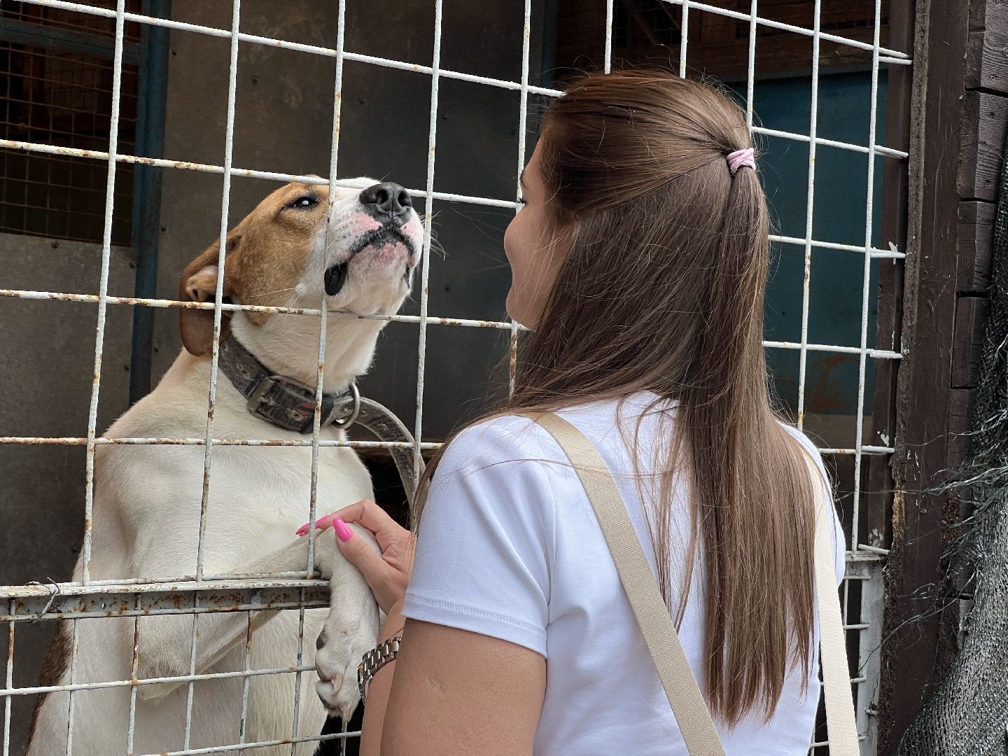 Химки, Волонтеры Подмосковья, приют, собаки