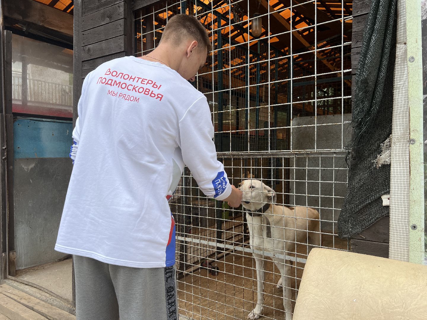 Химки, Волонтеры Подмосковья, приют, собаки