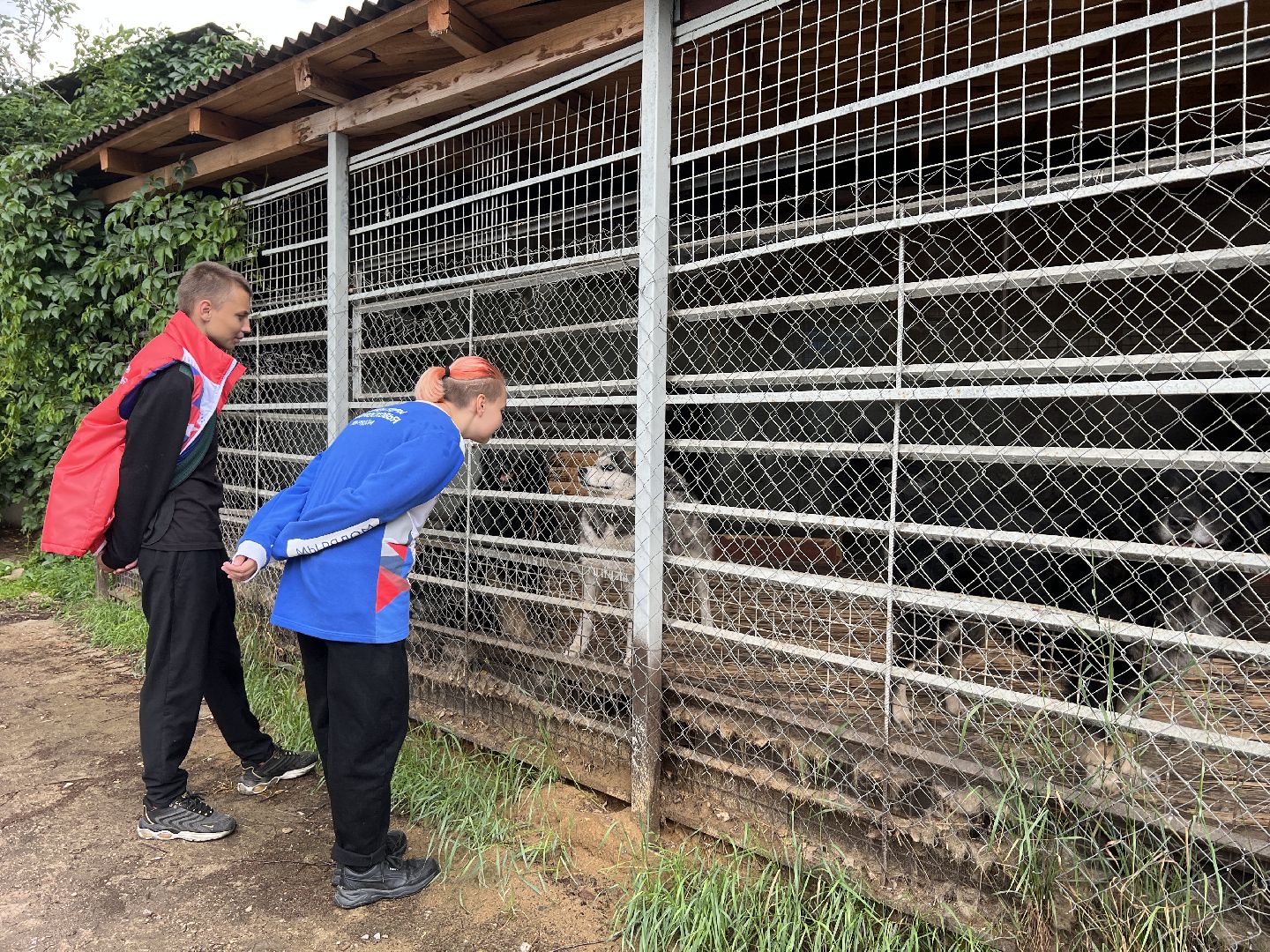 Химки, Волонтеры Подмосковья, приют, собаки
