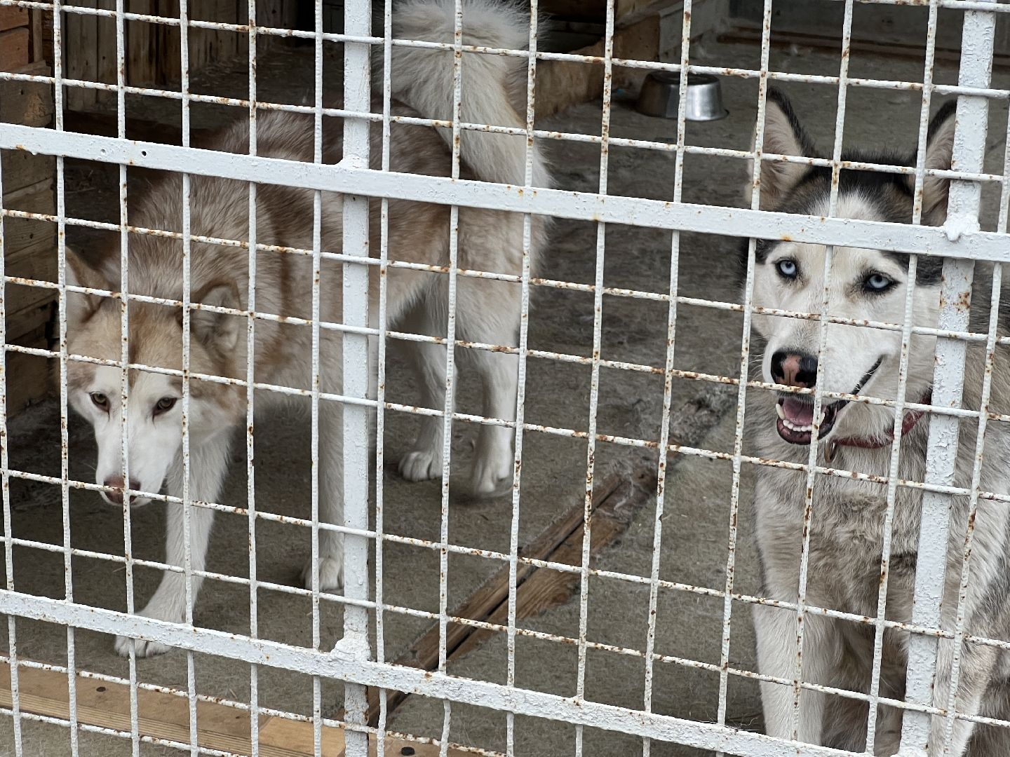 Химки, Волонтеры Подмосковья, приют, собаки
