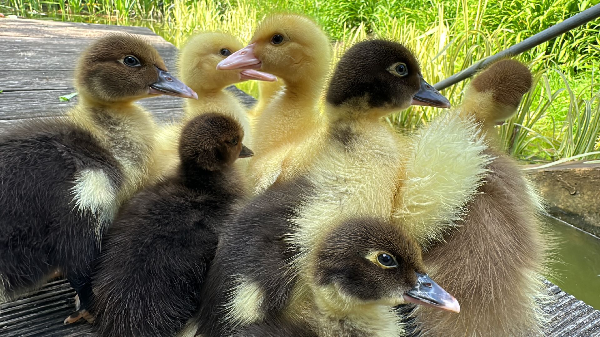 Одинцово, Утиные истории, Экология, Подмосковье