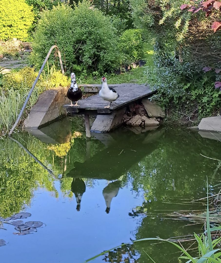 Одинцово, Утиные истории, Экология, Подмосковье