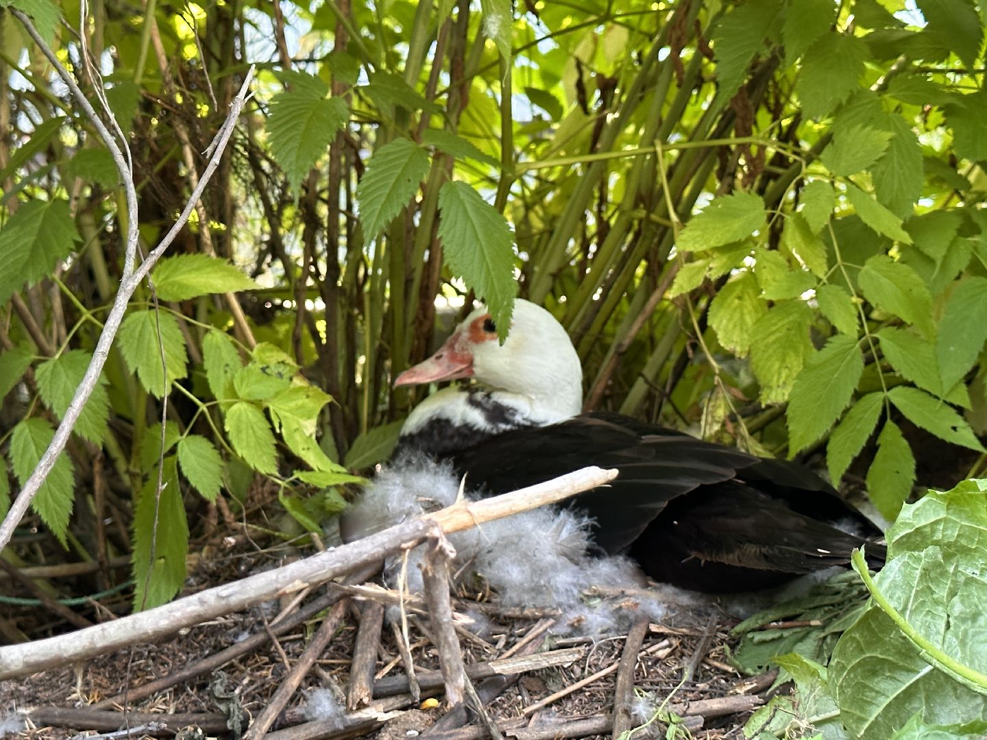Одинцово, Утиные истории, Экология, Подмосковье