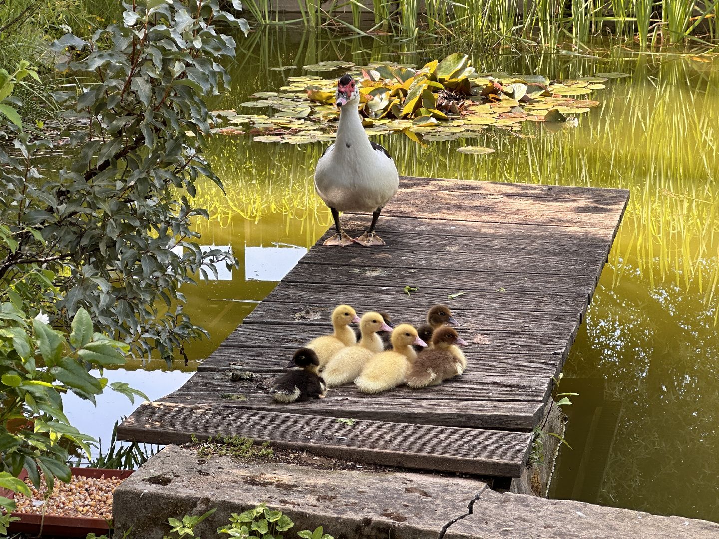 Одинцово, Утиные истории, Экология, Подмосковье