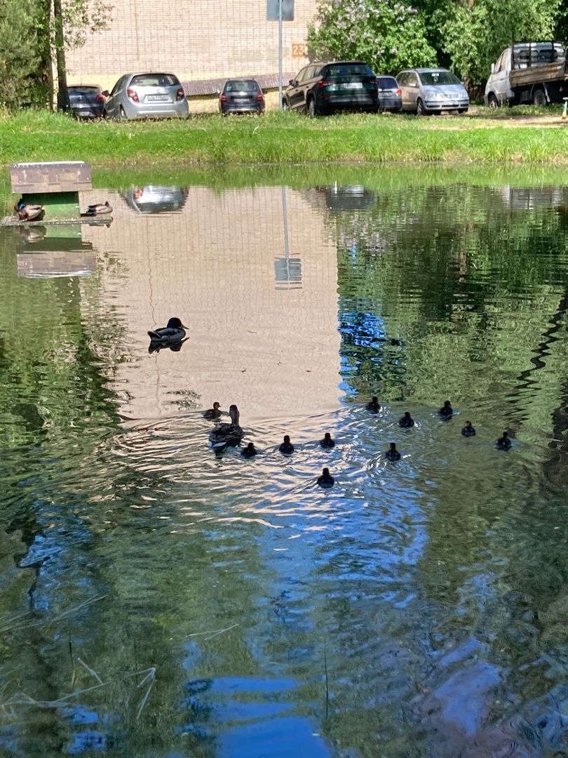 Солнечногорск, озеро, утки, социальный проект, Сенеж