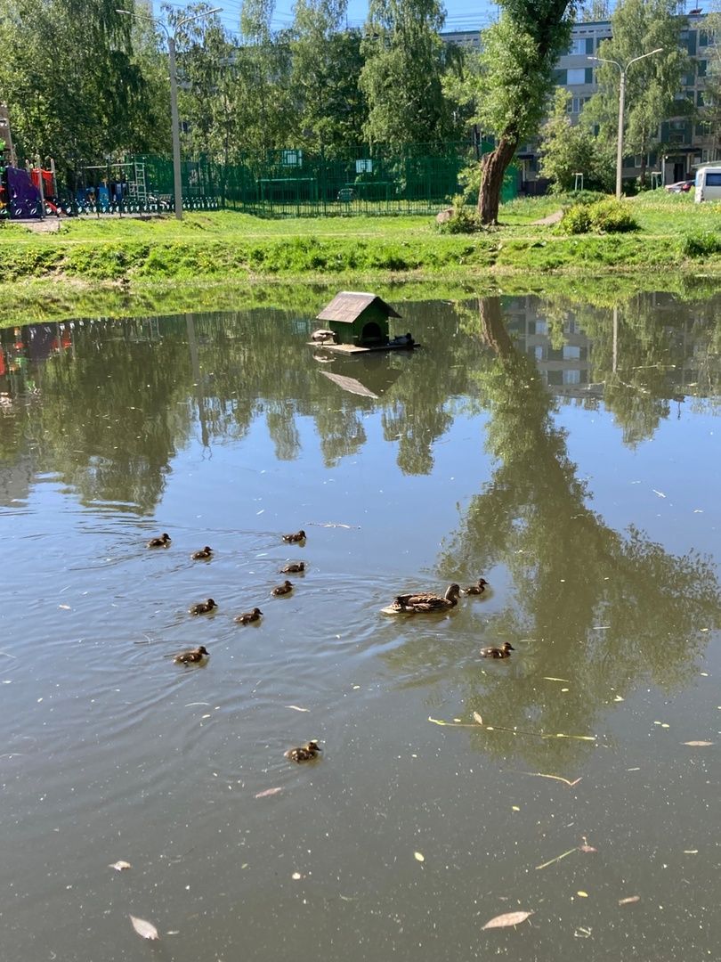 Солнечногорск, озеро, утки, социальный проект, Сенеж