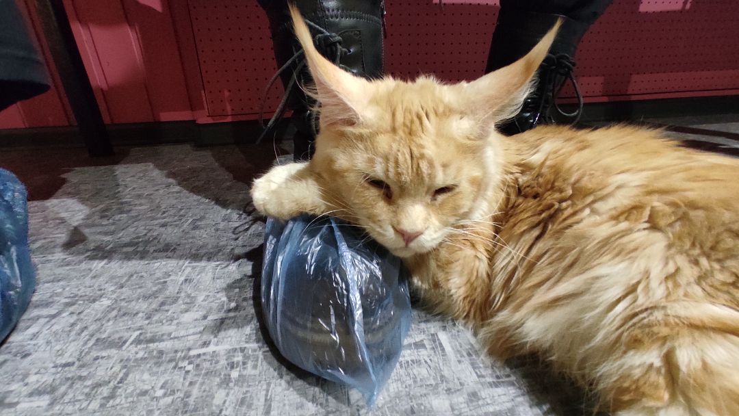 Лобня, города