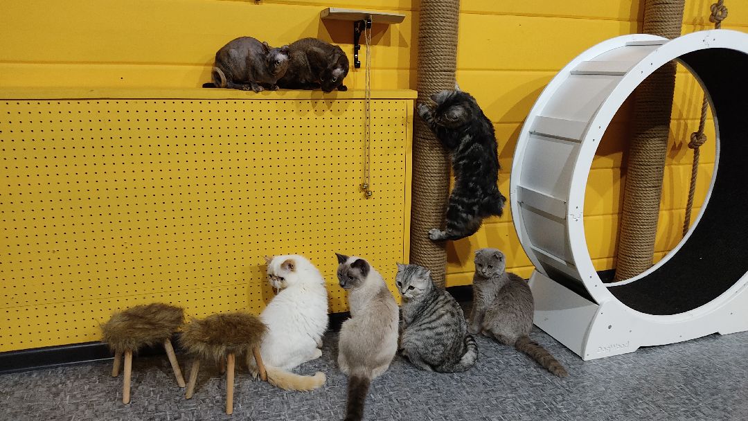 Лобня, города