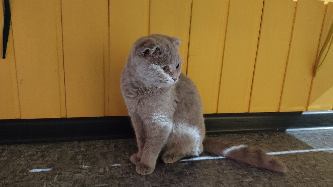 Лобня, города