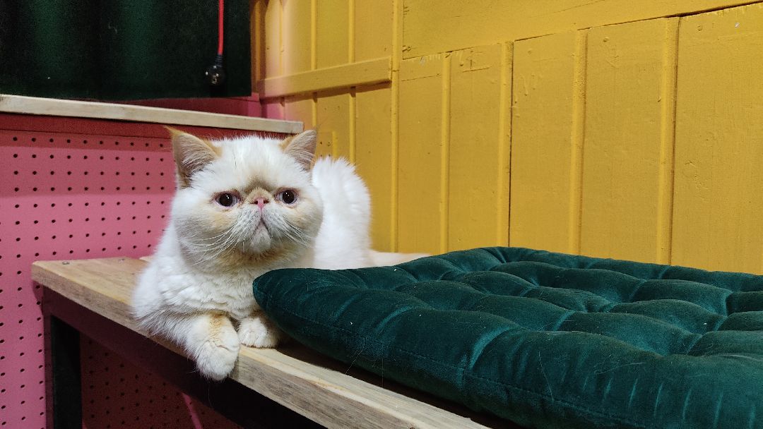 Лобня, города