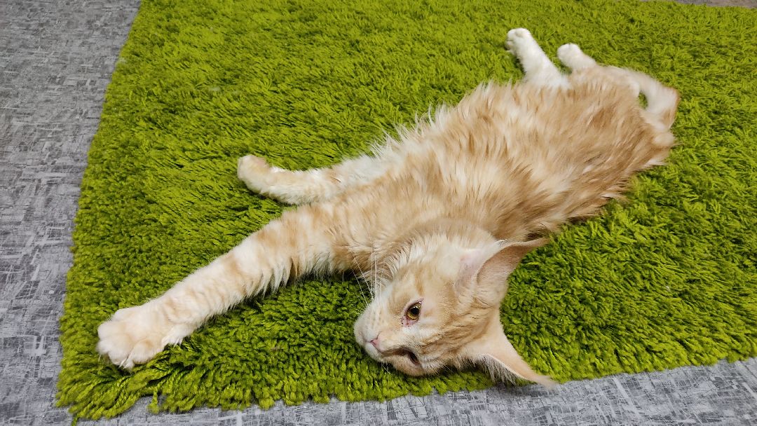 Лобня, города