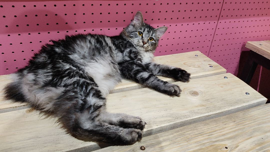 Лобня, города