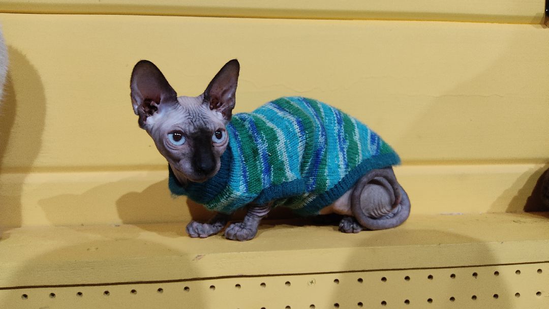 Лобня, города