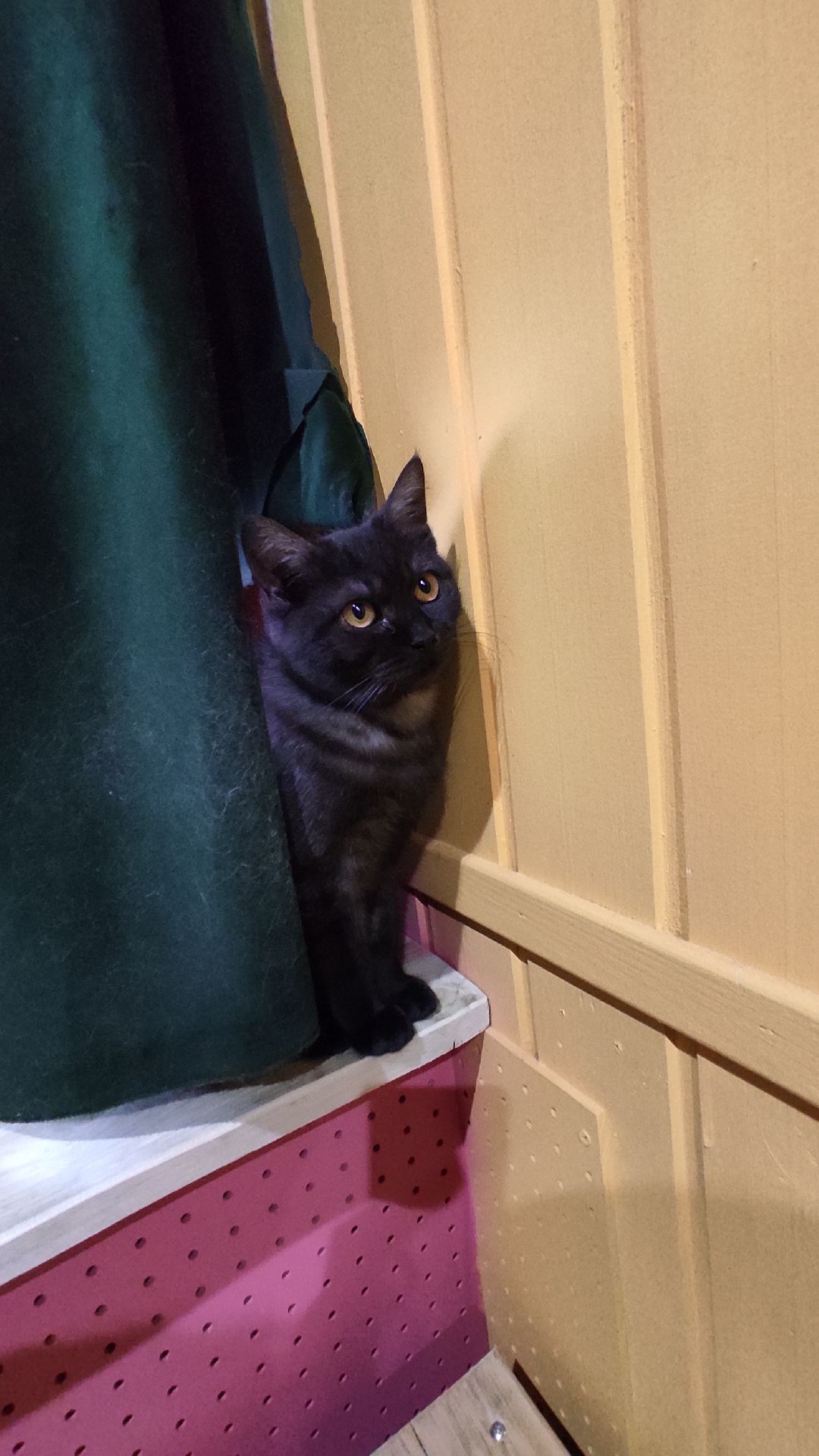 Лобня, города