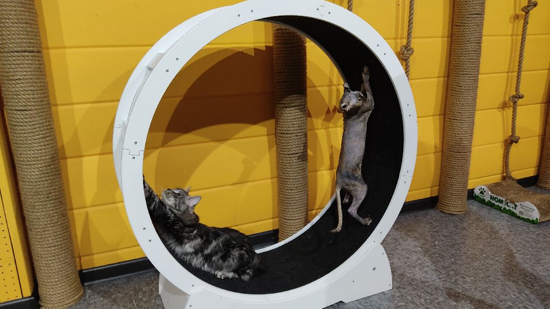 Лобня, города