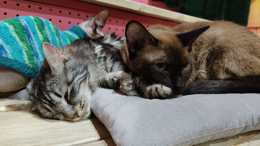 Лобня, города