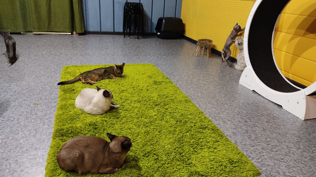 Лобня, города