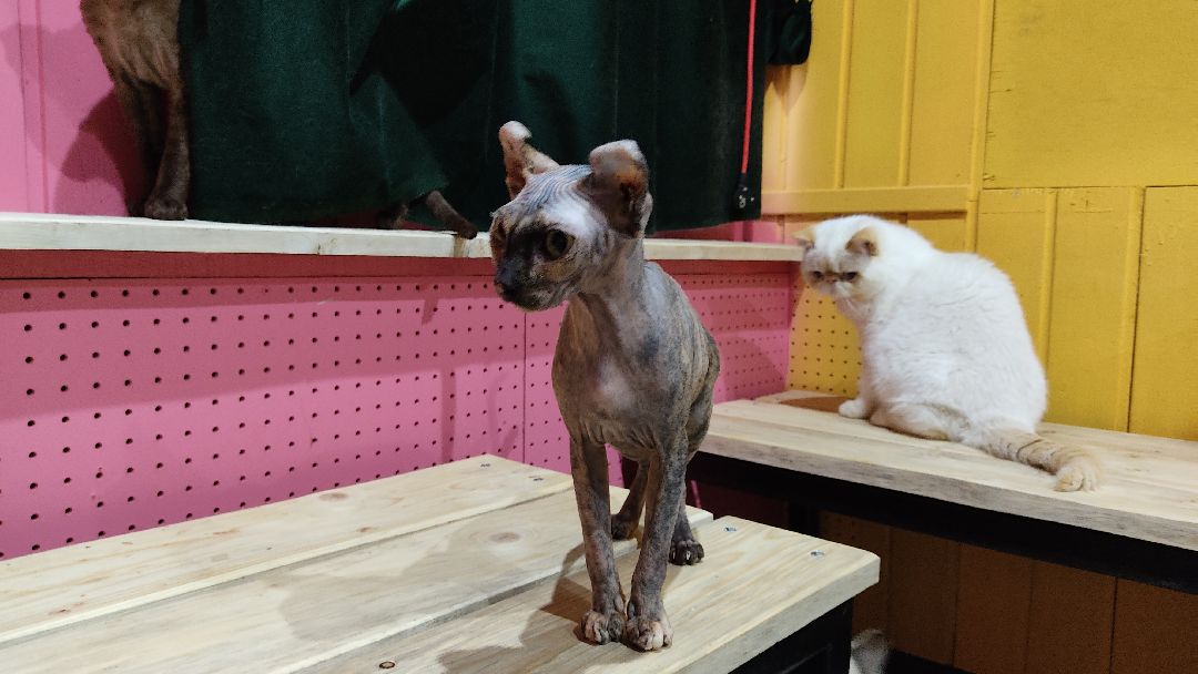 Лобня, города