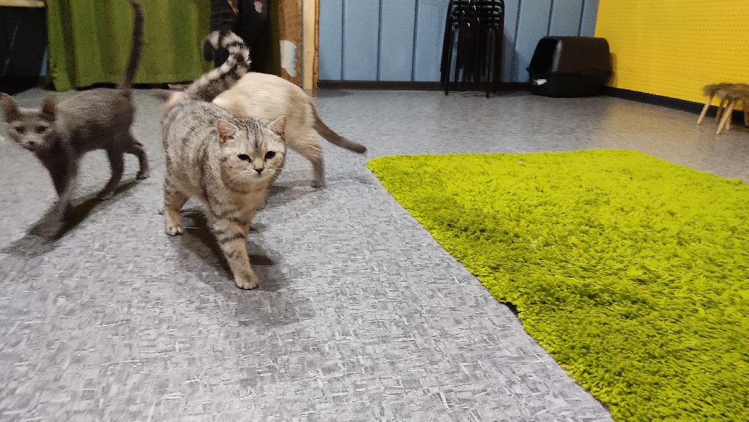 Лобня, города